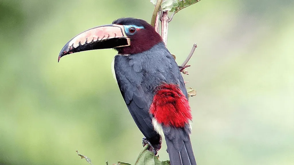 Description of Lettered Aracari