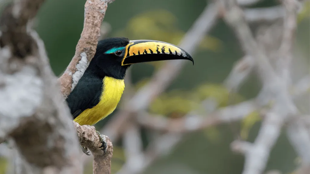 Description of the Lettered Aracari