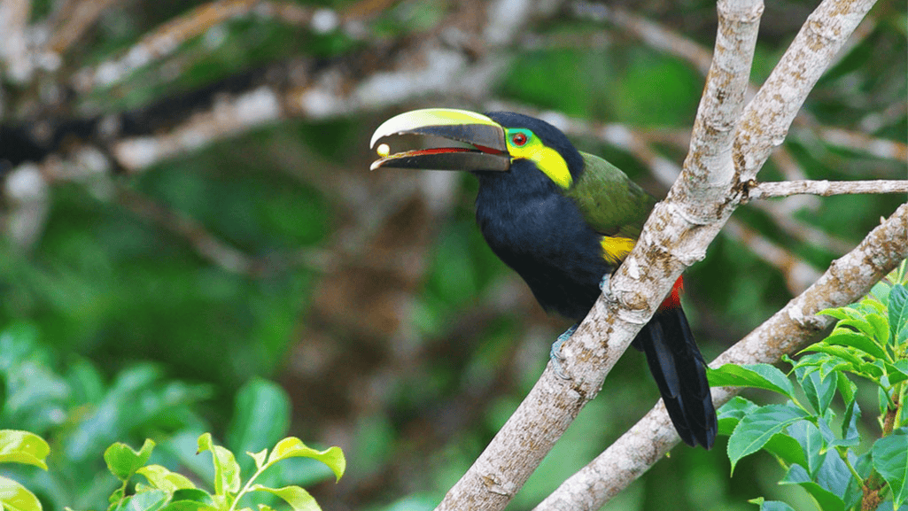 Distribution and Conservation Status of the Yellow-eared Toucanet