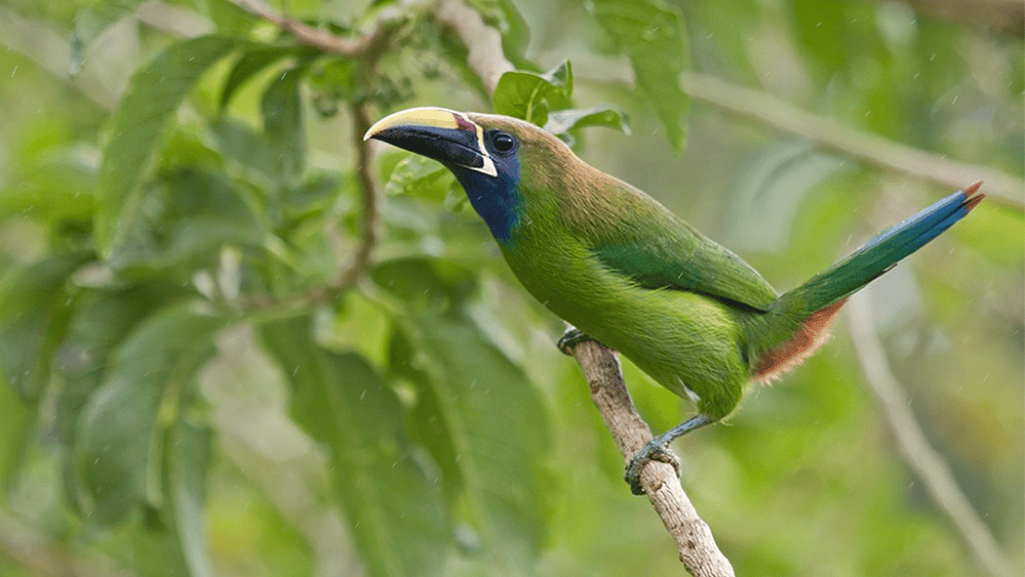 Ecological Role and Conservation Status