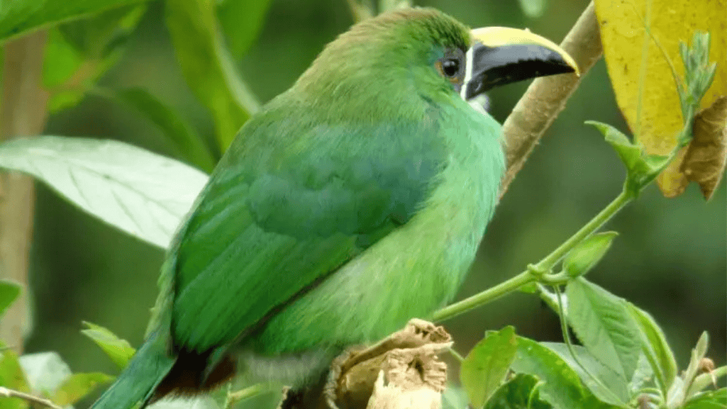 Emerald Toucanet