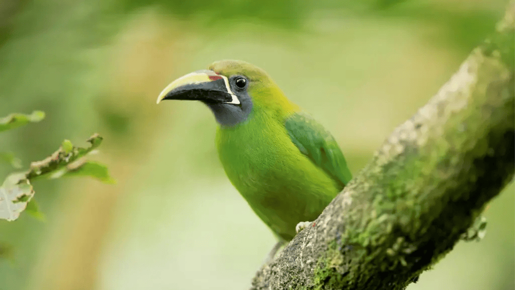 Emerald Toucanet