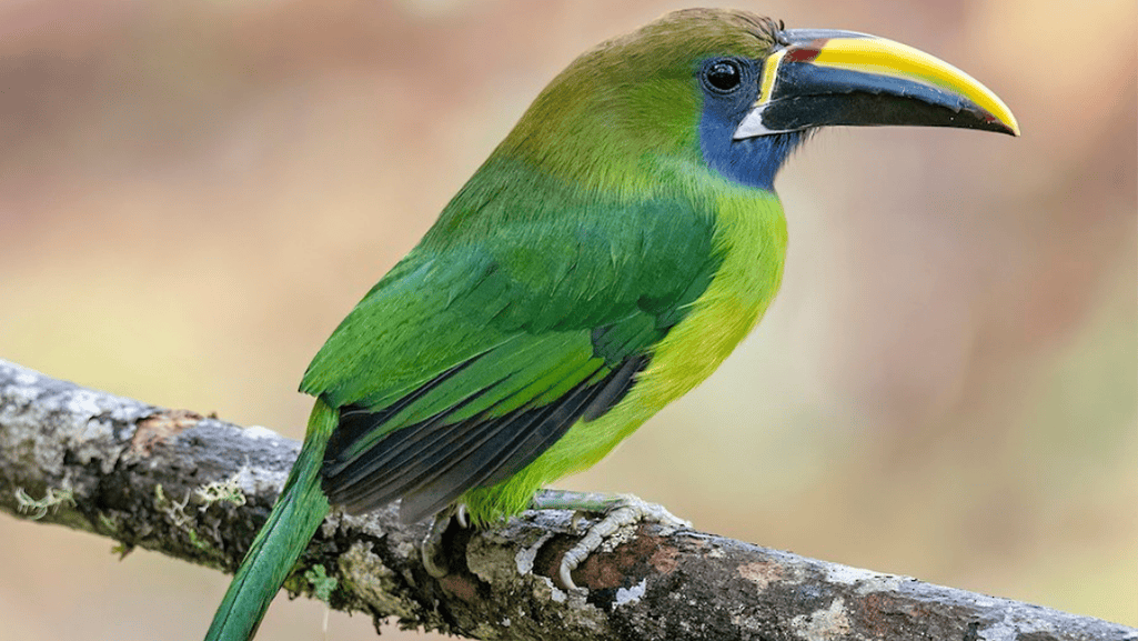 Emerald Toucanet