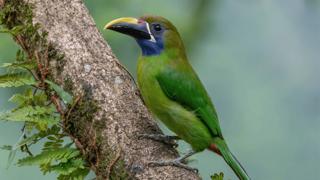 Emerald Toucanet