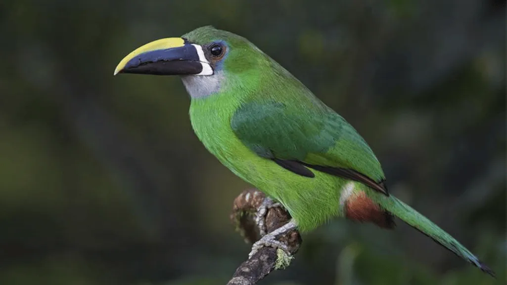 Feeding Habits and Diet of White-throated Toucanet