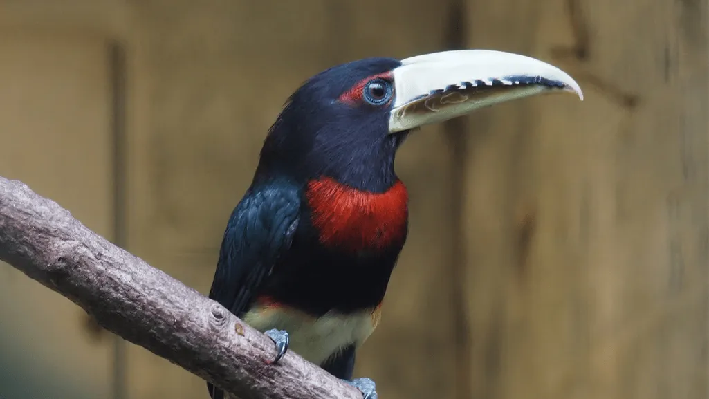 Feeding Habits of the Brown-mandibled Aracari