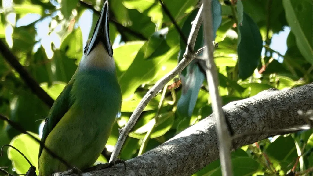 Feeding Habits of the Waglers Toucanet