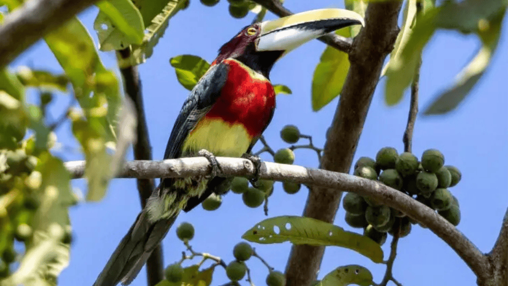 Feeding