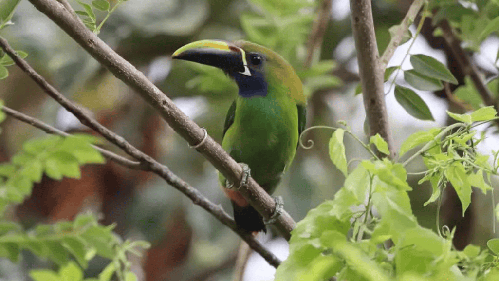 Finding and Observing Blue-throated Toucanets