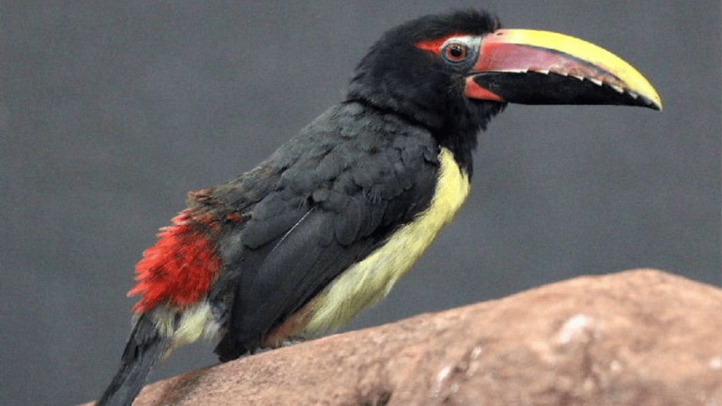 Green Aracari diet