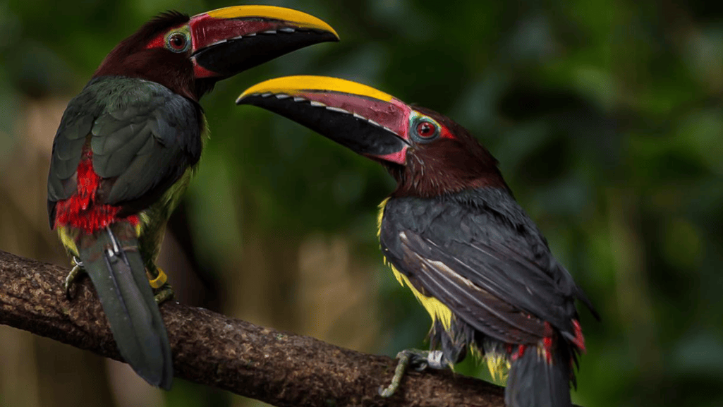 Green Aracari reproduction