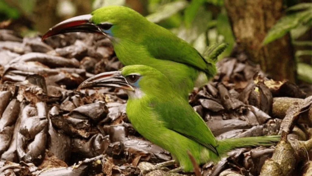Groove-billed Toucanet Conservation