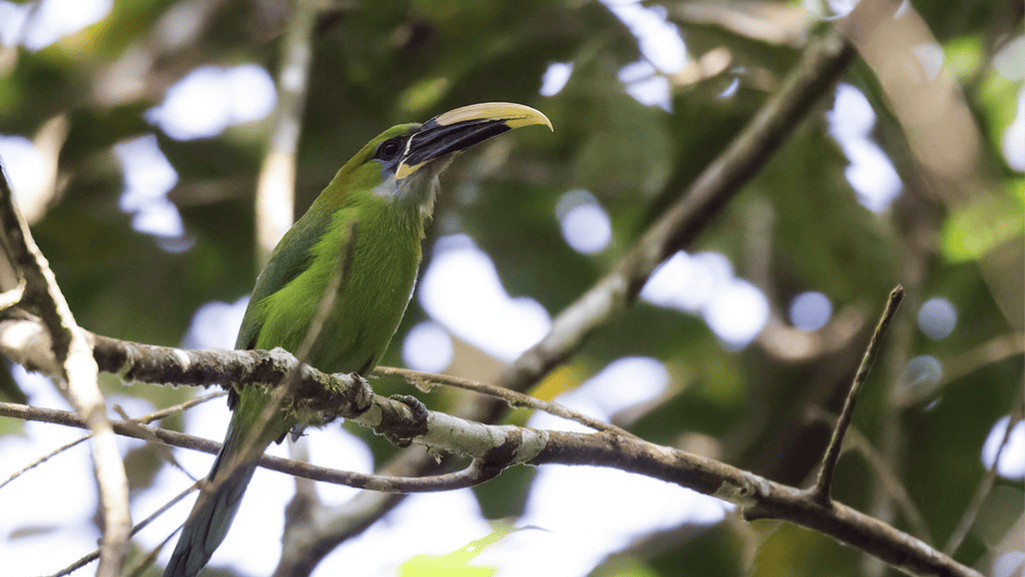 Groove-billed Toucanet in its natural habitat