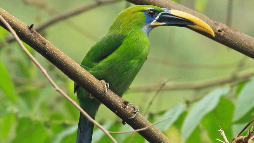 Groove-billed Toucanet