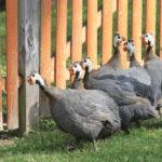 Guineafowl Flock