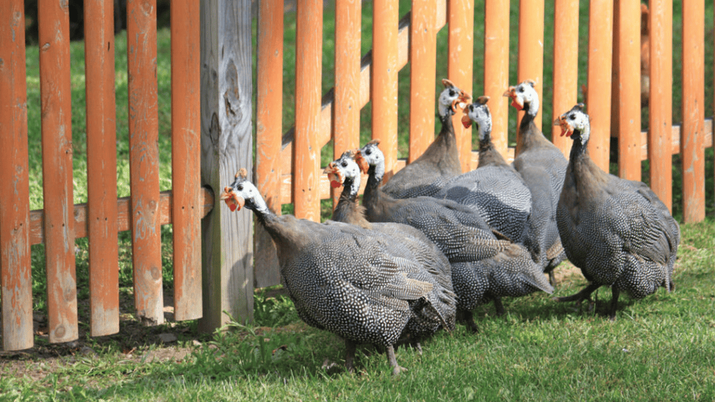 Guineafowl Flock