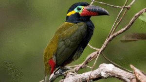 Guyana Toucanet