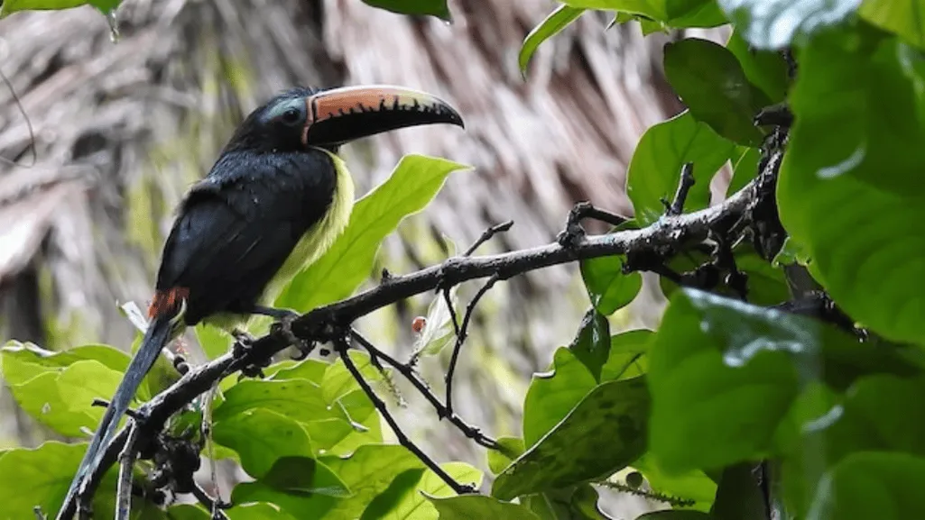 Habitat and Behavior of the Lettered Aracari