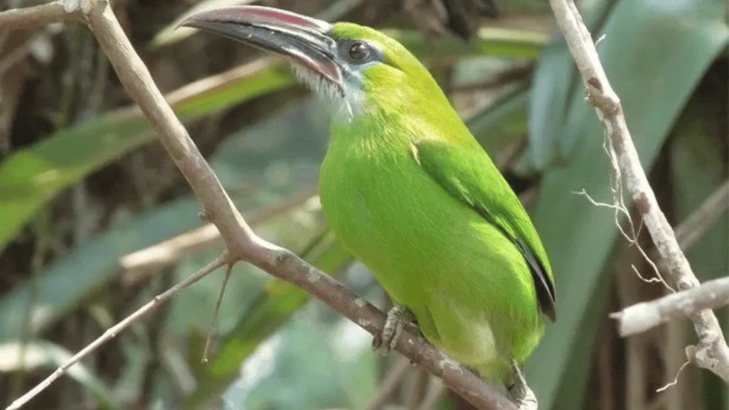 Housing and Environmental Requirements