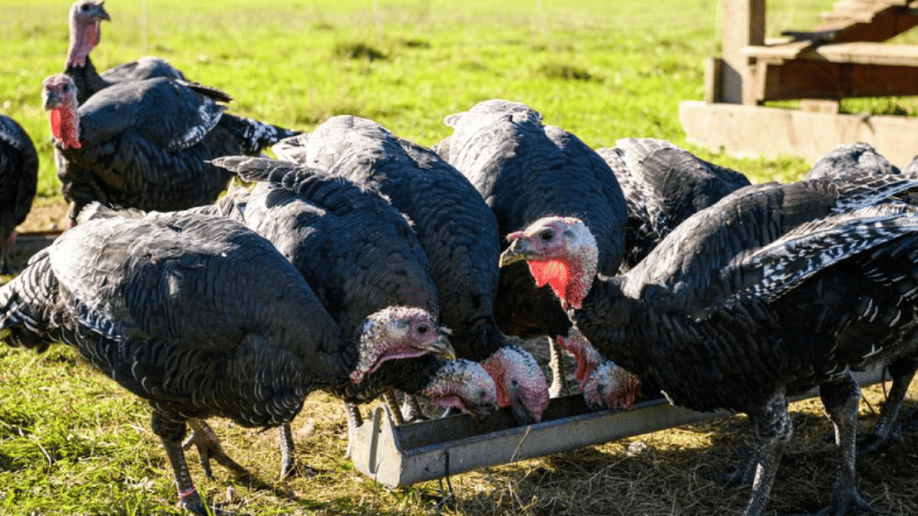 Intake Recommendations for Turkey Chicks