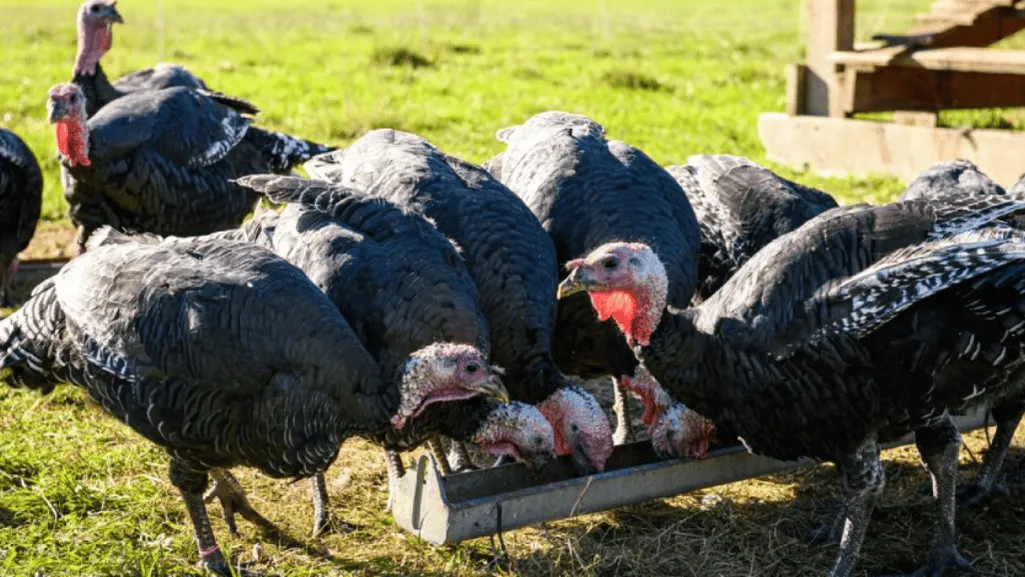 Intake Recommendations for Turkey Chicks