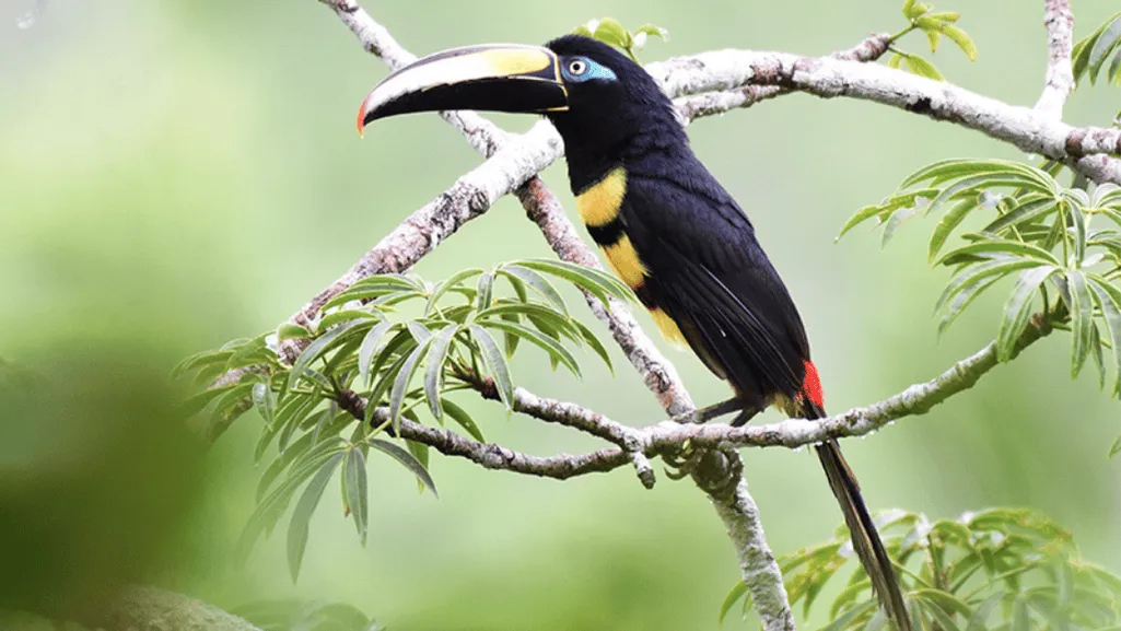Interesting Facts about the Many-banded Aracari