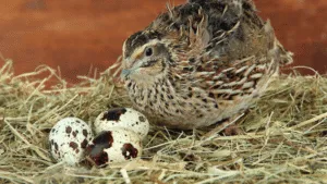 Japanese Quail Care Sheet