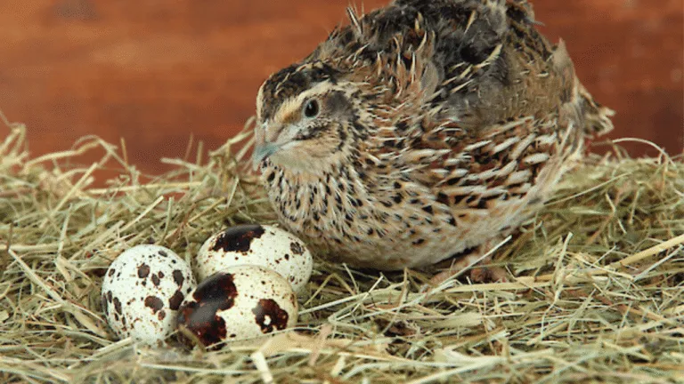 Japanese Quail Care Sheet