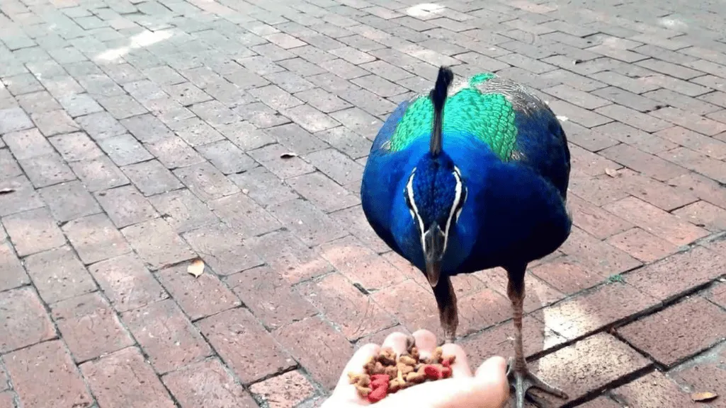 Living with Peafowl Feeding and Population Control