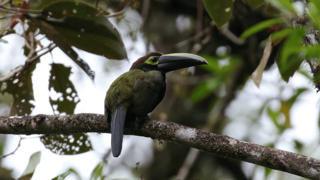 Observations and Discoveries of the Yellow-eared Toucanet