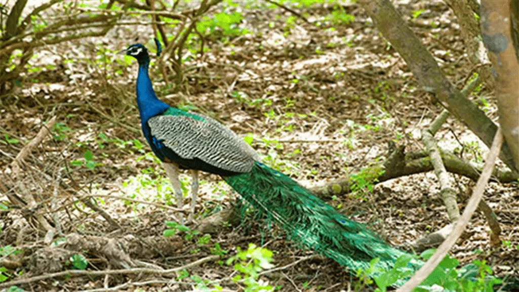 Peafowl Regulation in San Antonio