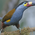 Plate-billed Mountain Toucan