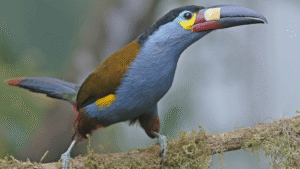 Plate-billed Mountain Toucan