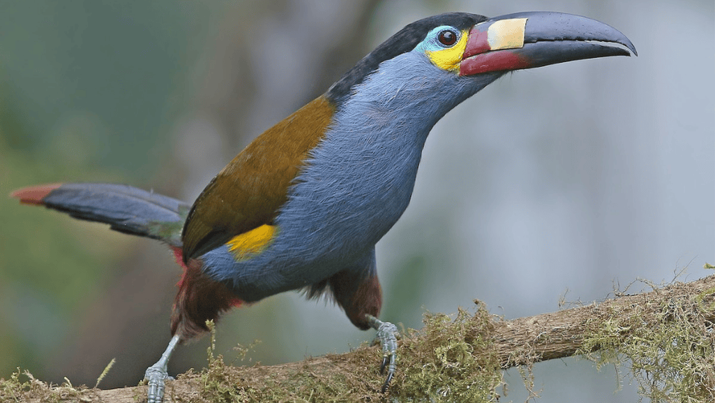 Plate-billed Mountain Toucan
