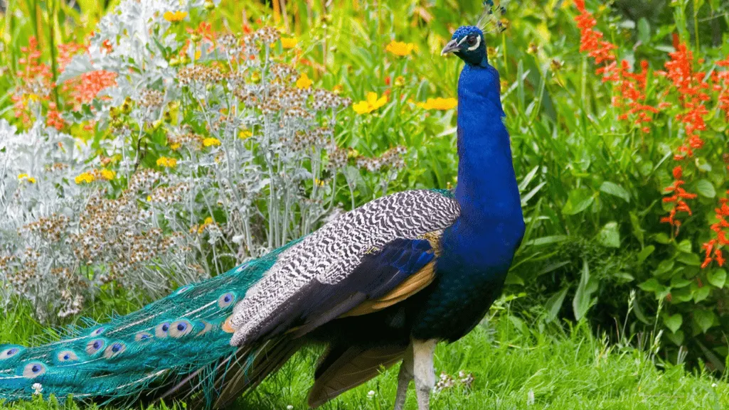Preventing Peafowl Pests