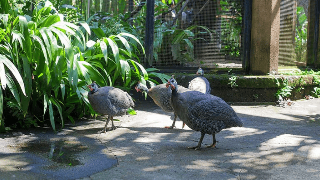 Providing a Nutritious Diet for Your Guineafowl Flock