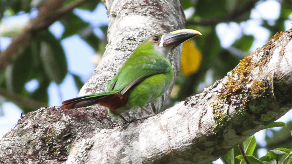 Reproduction and Behavior of White-throated Toucanet