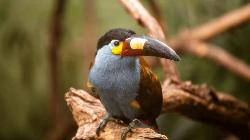 Reproduction and Breeding