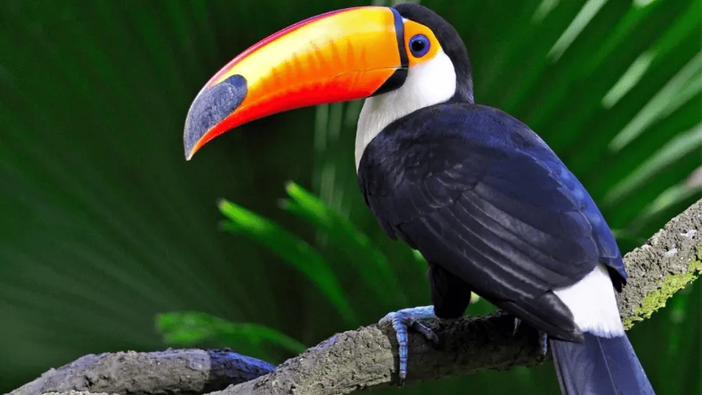 South American bird