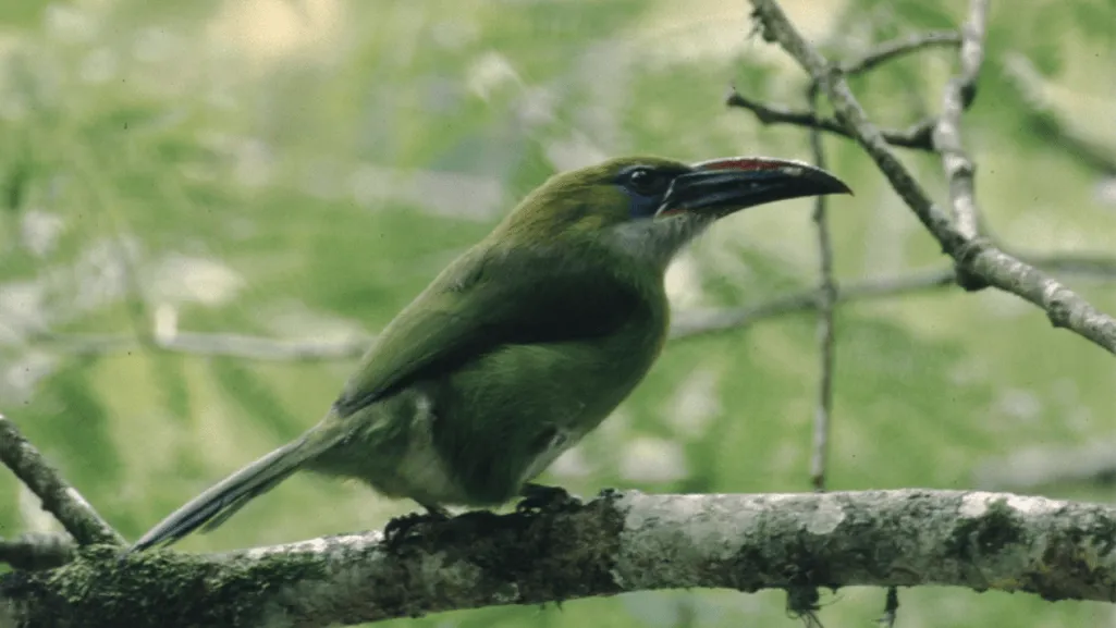 Subspecies of Groove-billed Toucanet
