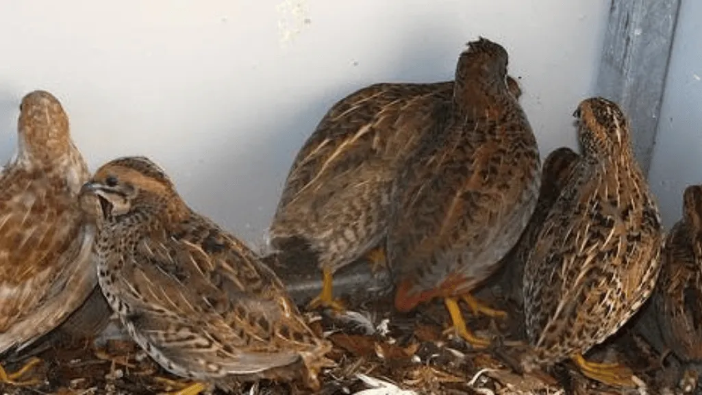 Temperature Guidelines