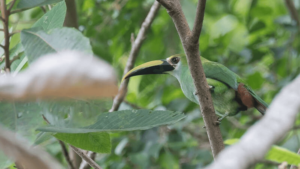 Tepui Toucanet conservation status