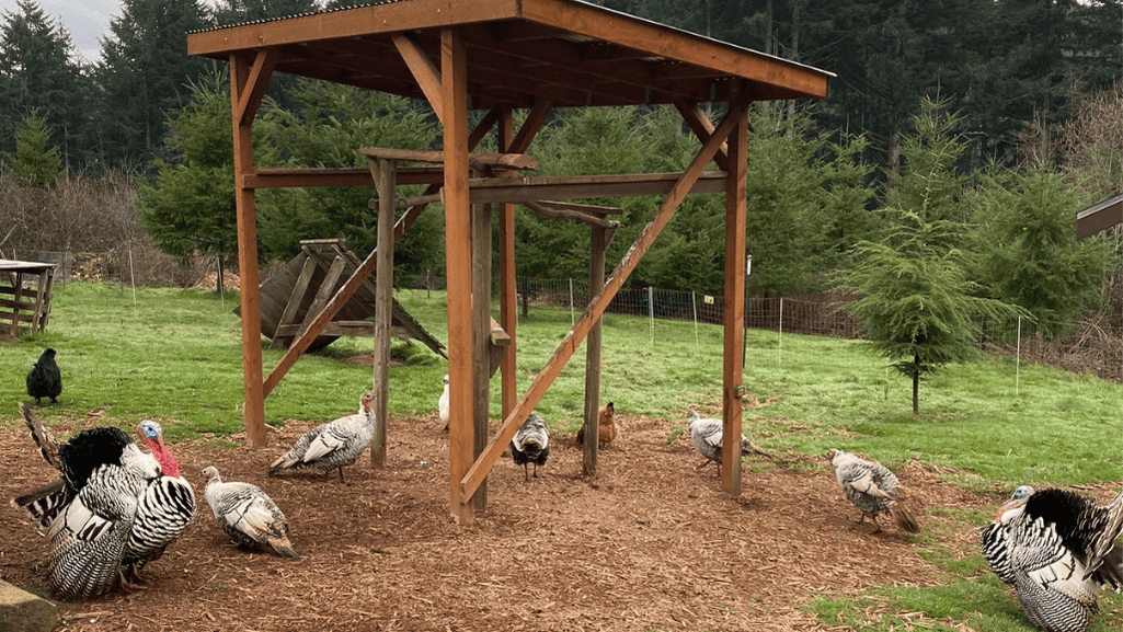 Transitioning Turkey Chicks Outdoors