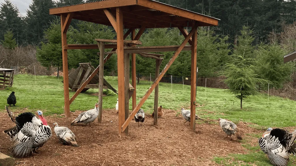 Transitioning Turkey Chicks Outdoors