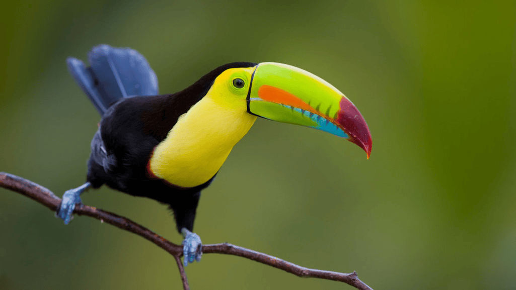 Tropical bird