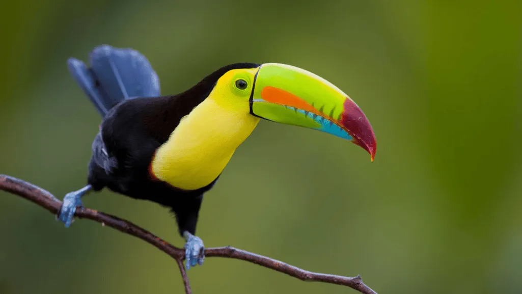 Tropical bird