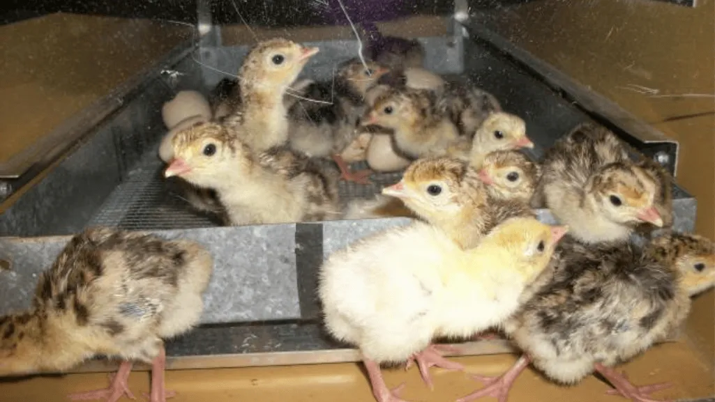 Turkey Chick Brooder Setup