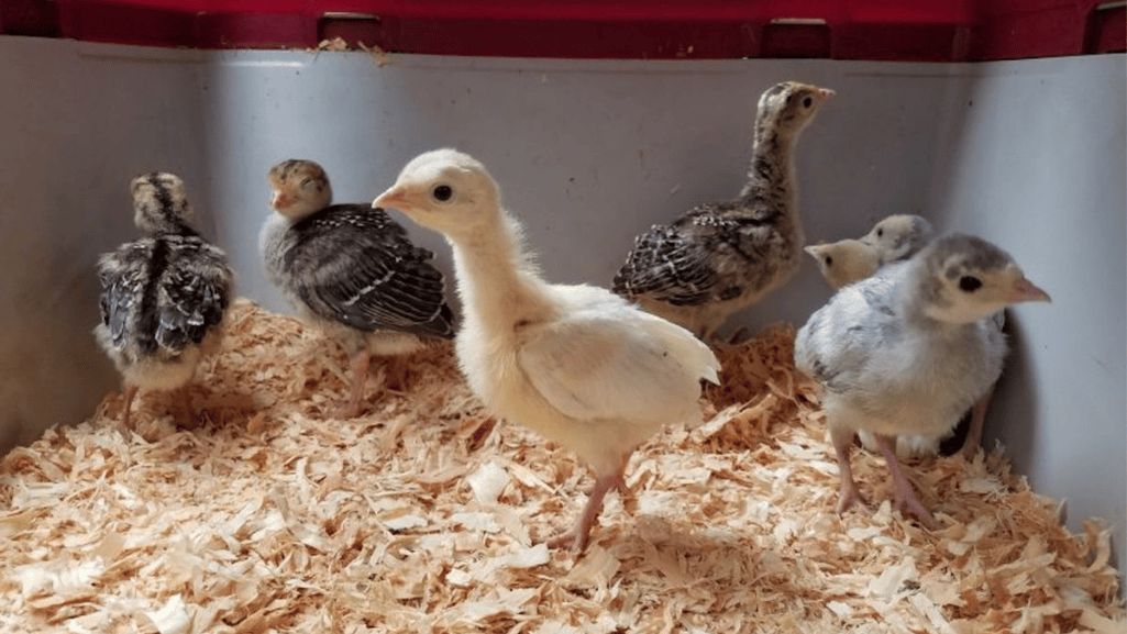Turkey Chick Care