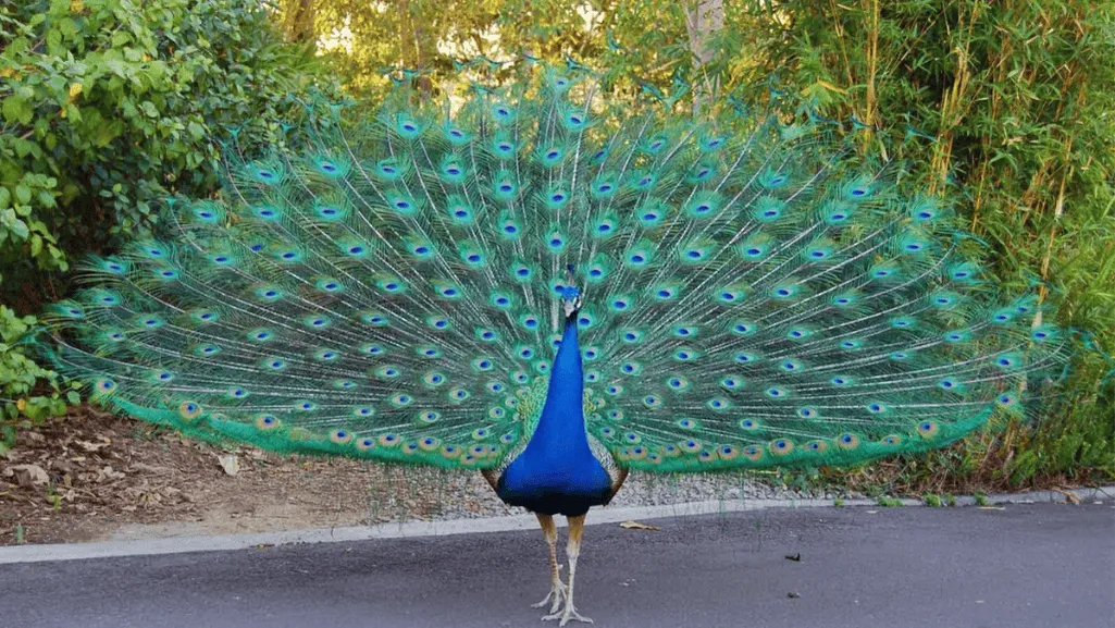 Understanding Peafowl Behavior and Mating Season