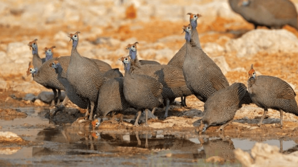 Utilizing the Benefits of Guineafowl Flock Management